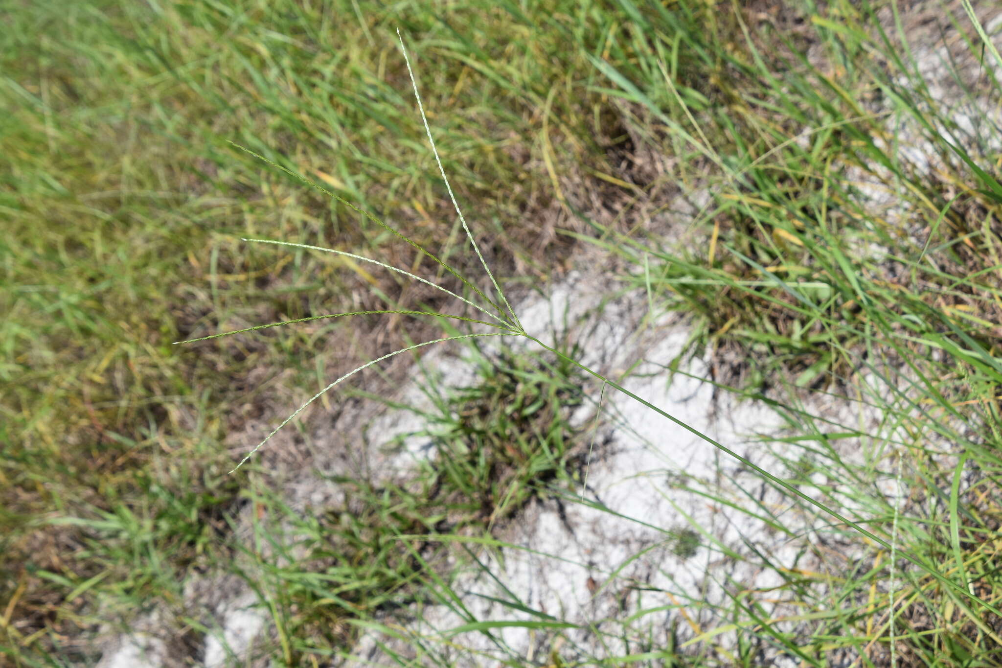Image of Dwarf Crab Grass
