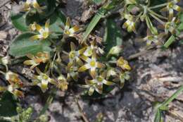 Image of Anisotoma cordifolia Fenzl