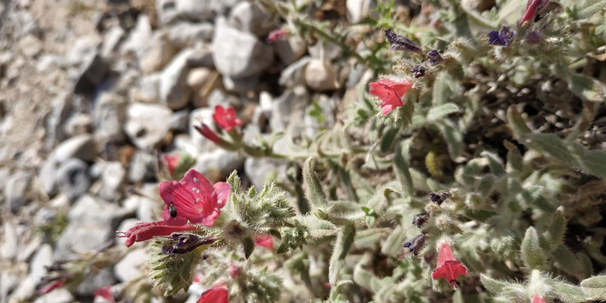 Image of Echium angustifolium Miller