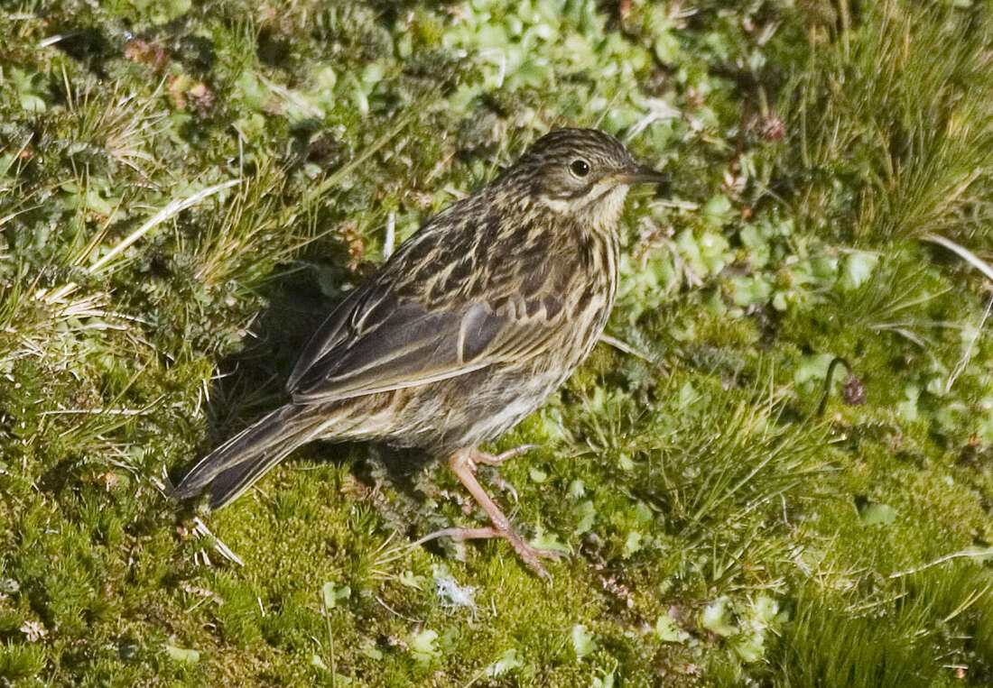 Image of South Georgia Pipit