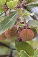 Image of strawberry tree