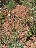 Image of Dianthus mooiensis F. N. Williams