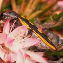 Image of Castiarina xanthopilosa (Hope 1847)