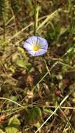 Convolvulus meonanthus Hoffmanns. & Link resmi