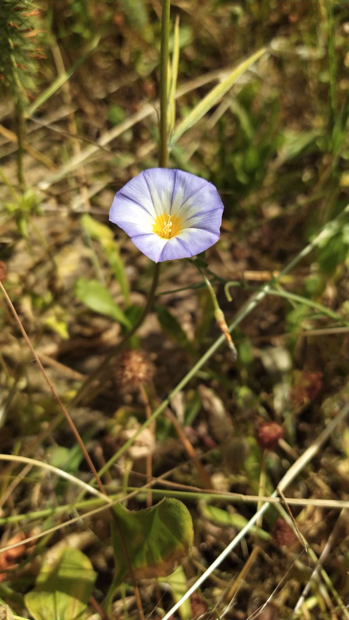 Plancia ëd Convolvulus meonanthus Hoffmanns. & Link