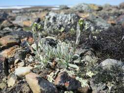 Antennaria friesiana (Trautv.) Ekman resmi