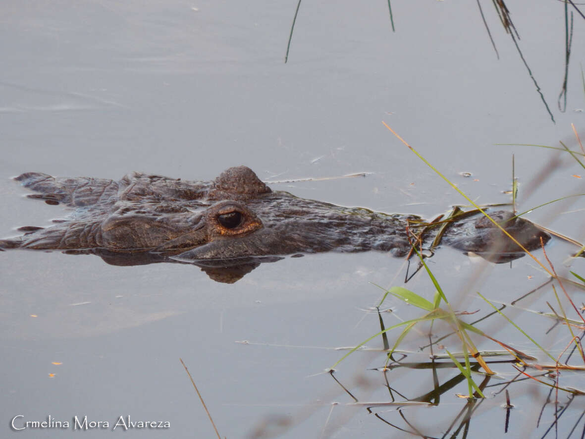 Image of Belize Crocodile