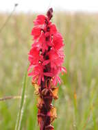 Imagem de Satyrium monadenum Schltr.