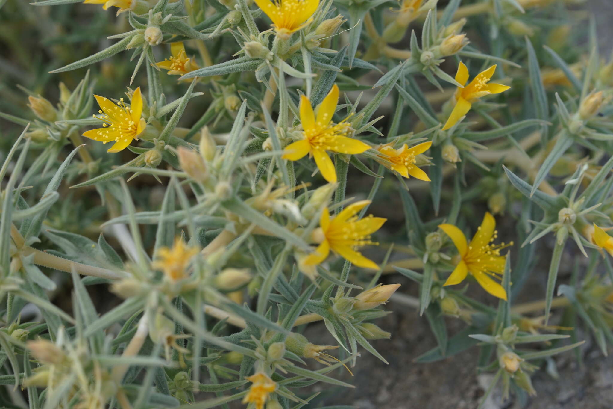 Image of Torrey's blazingstar