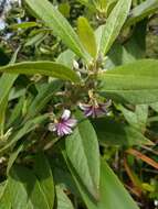 Image of Purple Half-Flower