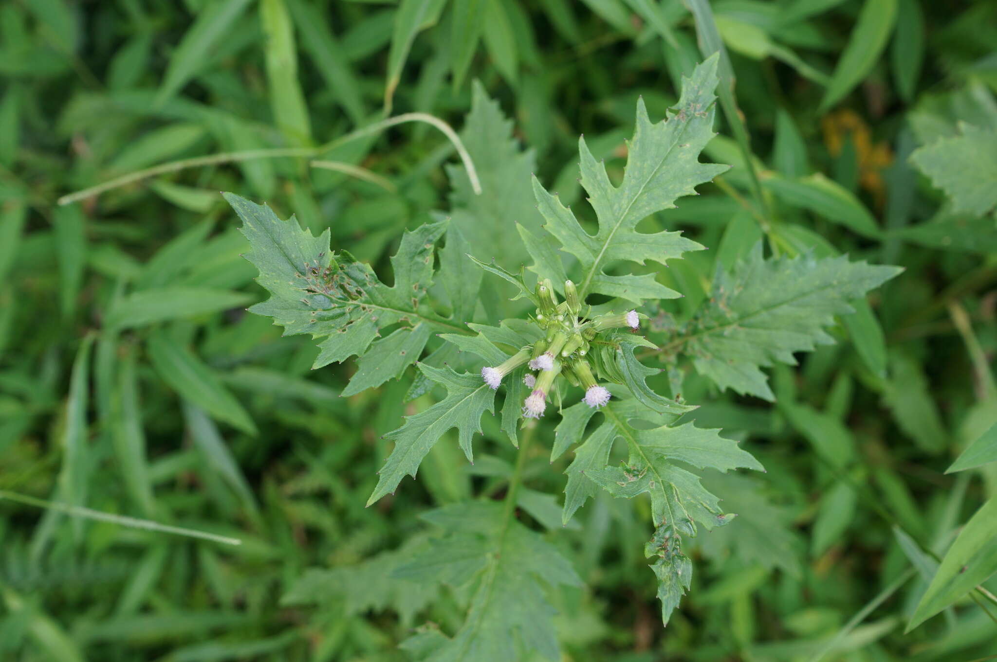 صورة Erechtites valerianifolius (Wolf ex Rchb.) DC.