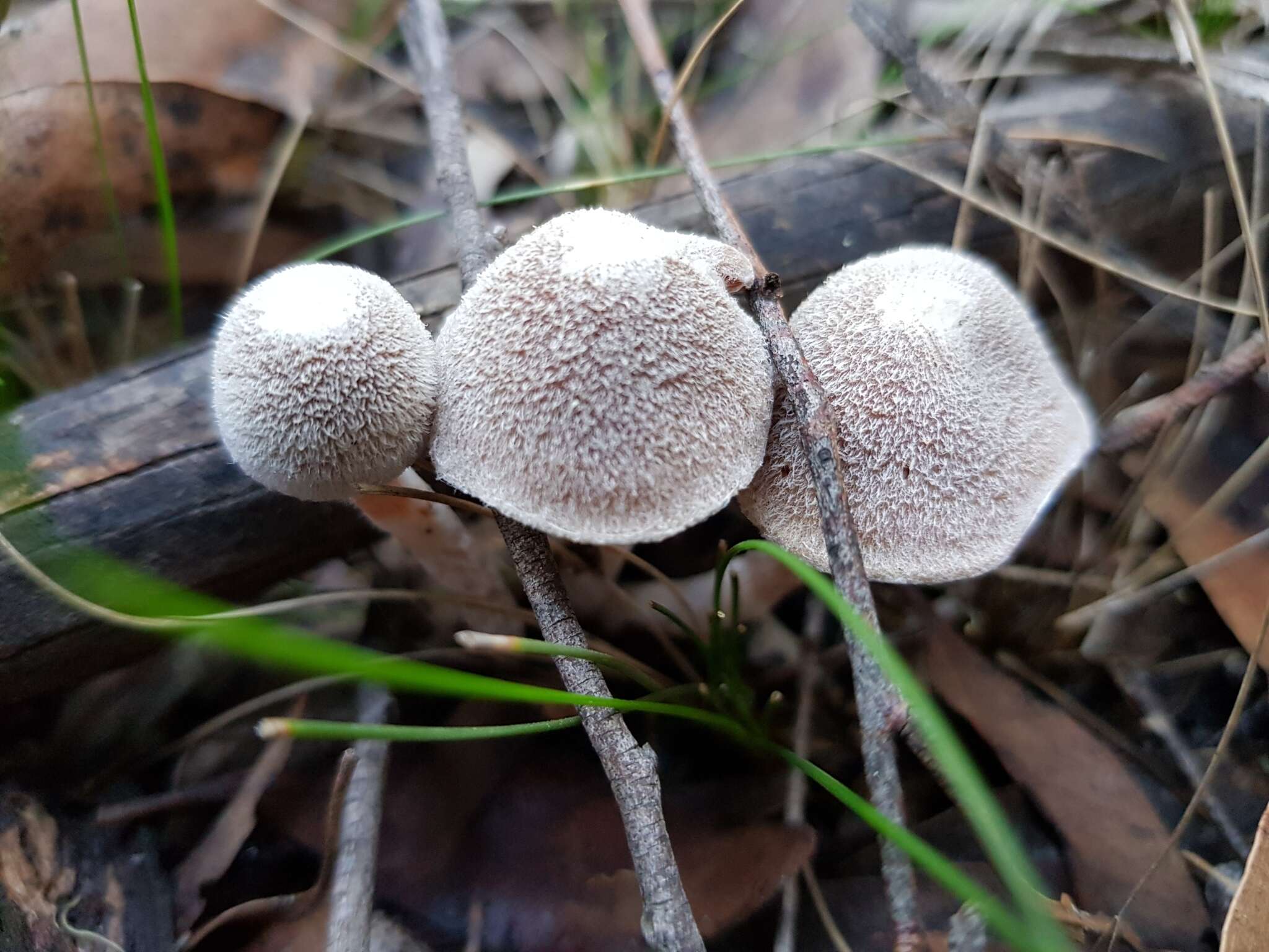 Imagem de Inocybe austrofibrillosa Grgur. 2002