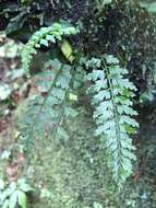 Image of Asplenium cuneatiforme Christ