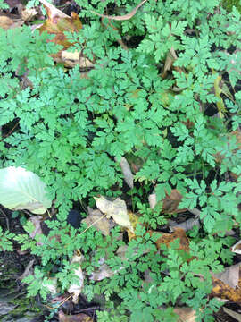 Image of Herb-Robert