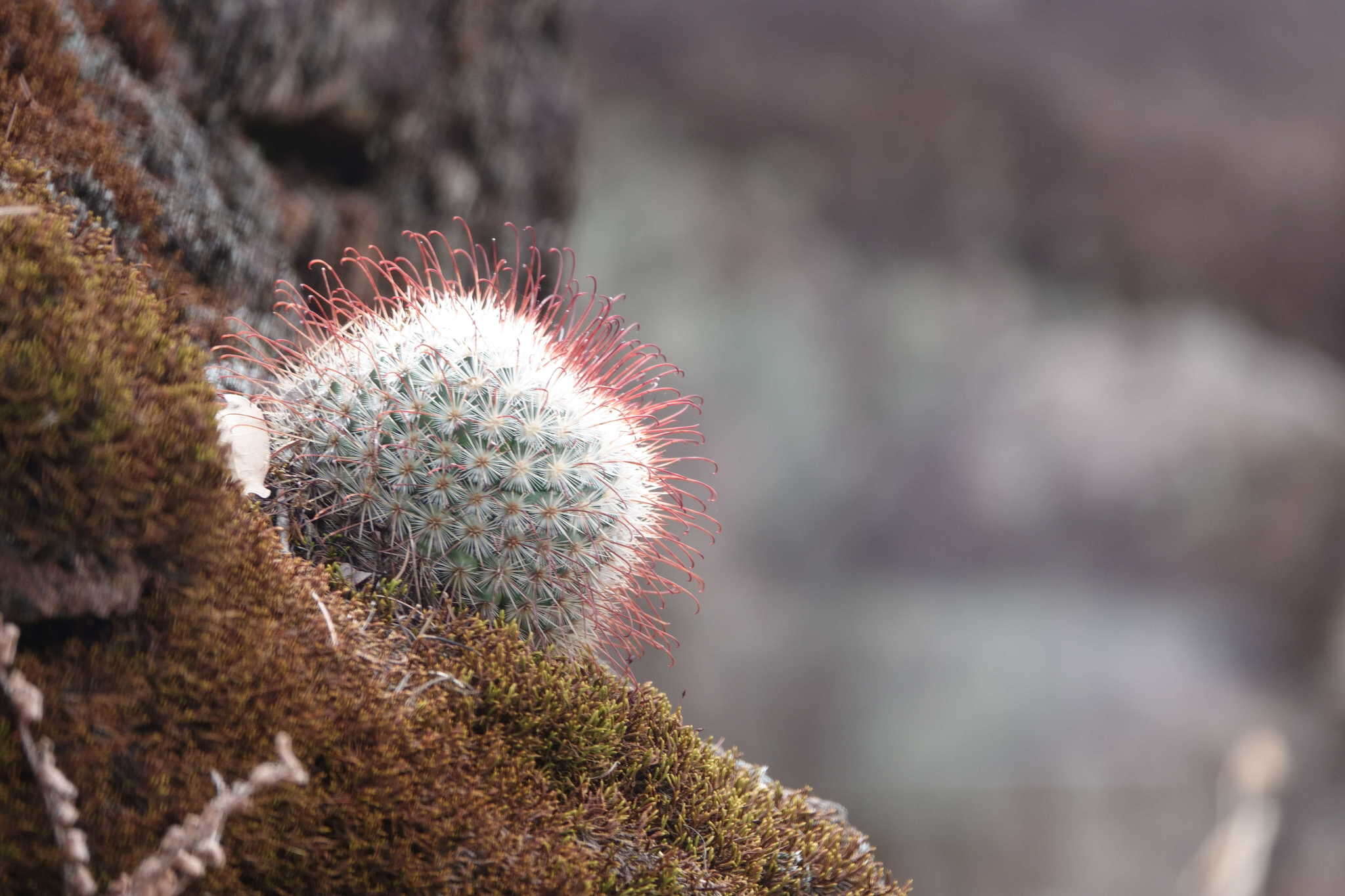 Image of Mammillaria moelleriana Boed.