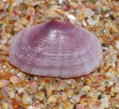 Image of Purple Sunset Clam