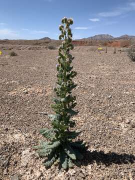 Phacelia palmeri Torr. ex S. Wats.的圖片