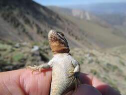 Image of Ruibal's Tree Iguana