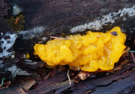 Image of Witches butter