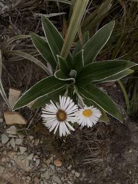 Image of Celmisia verbascifolia Hook. fil.