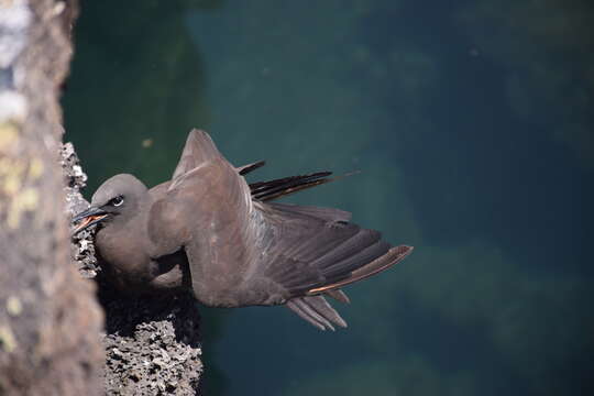 صورة Anous stolidus galapagensis Sharpe 1879