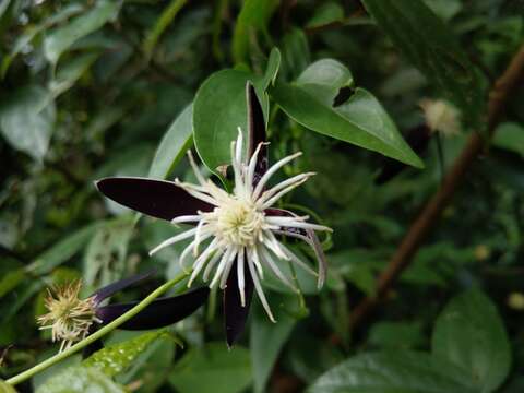 Image of Clematis tashiroi Maxim.