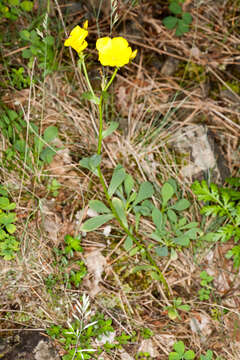 Image of Linum campanulatum L.