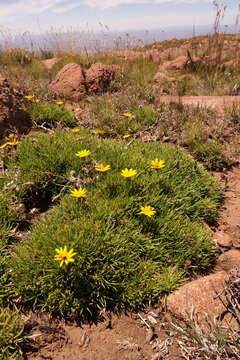 Image of Gazania caespitosa Bolus