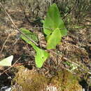 Image of Anthurium nelsonii Croat