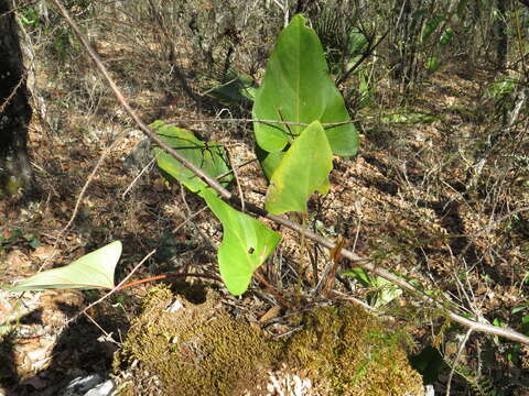 Imagem de Anthurium nelsonii Croat