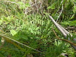 Image of Astragalus austriacus Jacq.