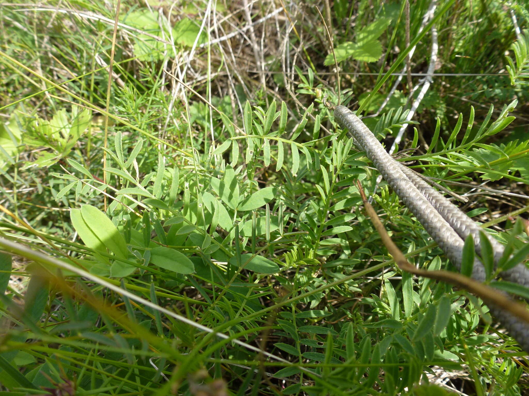 Image of Astragalus austriacus Jacq.