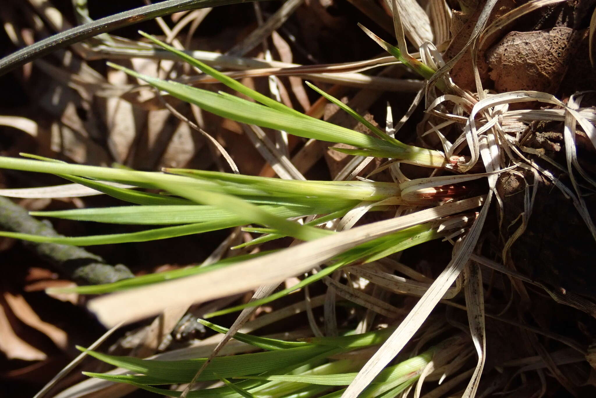 Image of spring-sedge