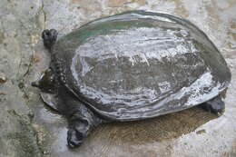 Image of Asiatic Softshell Turtle