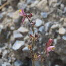 Plancia ëd Linaria saturejoides Boiss.