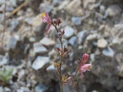 Plancia ëd Linaria saturejoides Boiss.