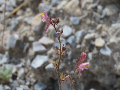 Sivun Linaria saturejoides Boiss. kuva