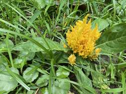 Imagem de <i>Celosia argentea</i> var. <i>plumosa</i>