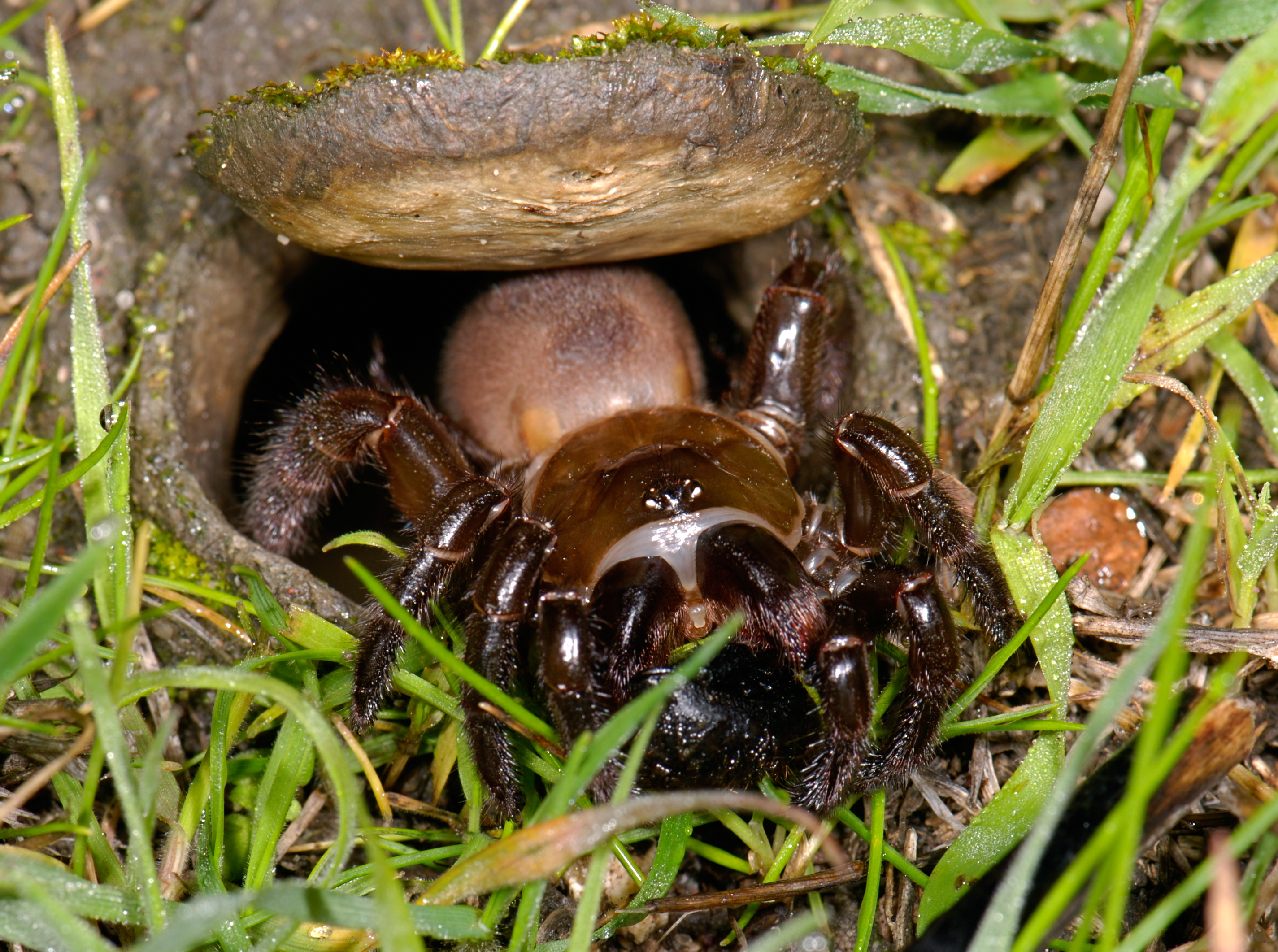 Cork Lid Trapdoor Spiders Encyclopedia Of Life