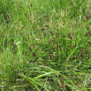 Image of Carex pamirensis subsp. dichroa Malyschev