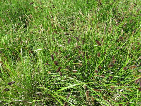 Image of Carex pamirensis C. B. Clarke