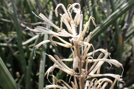 Image of African bowstring hemp