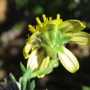 Image of Osteospermum microphyllum DC.