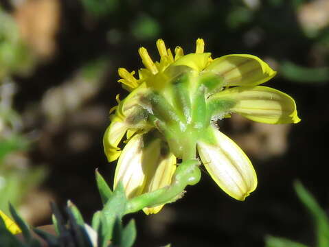 Image of Osteospermum microphyllum DC.