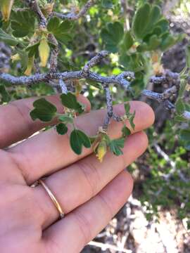 Image de Ribes velutinum Greene