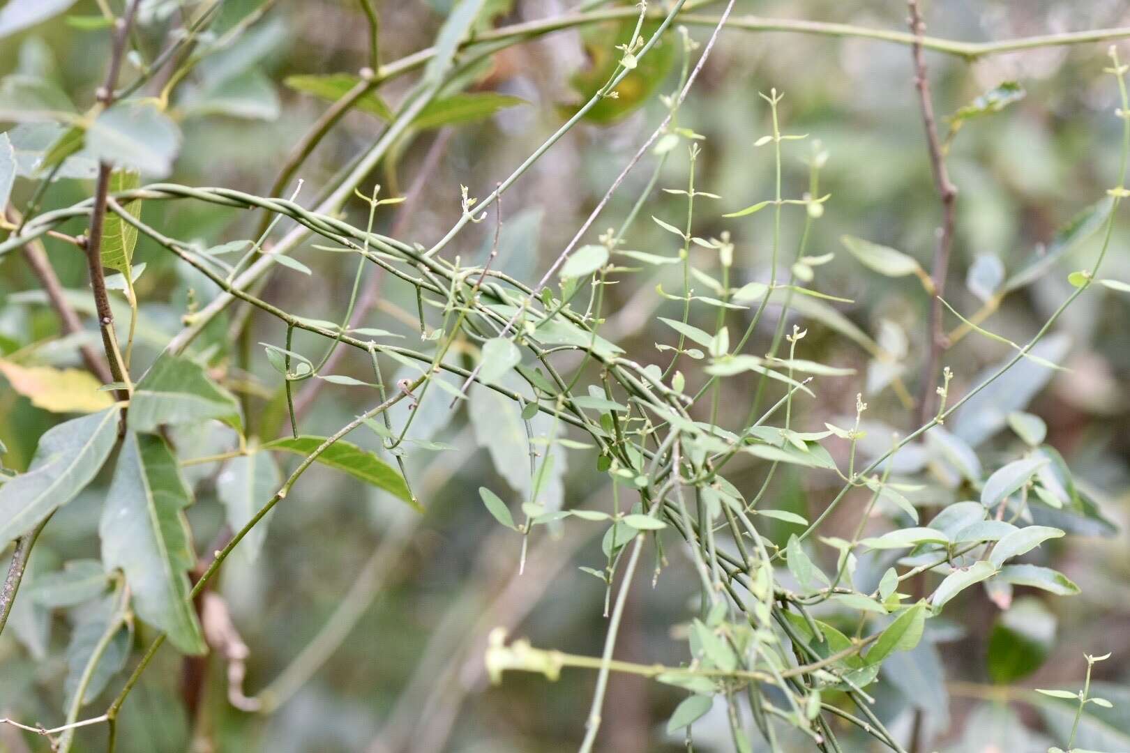 Image of Orthosia virgata (Poir.) Fourn.