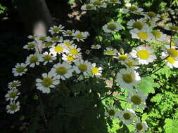 Image of feverfew