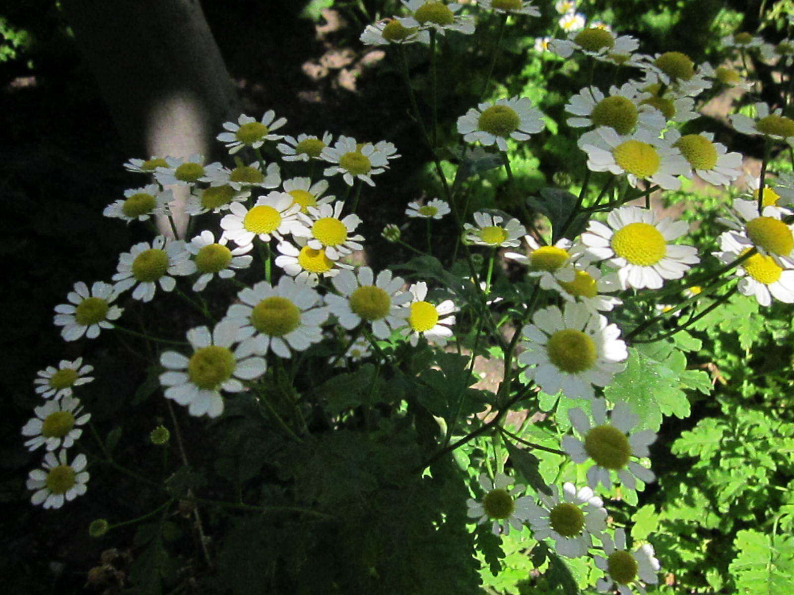 Image of feverfew