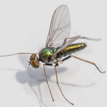 Image of <i>Chrysotus spectabilis</i>