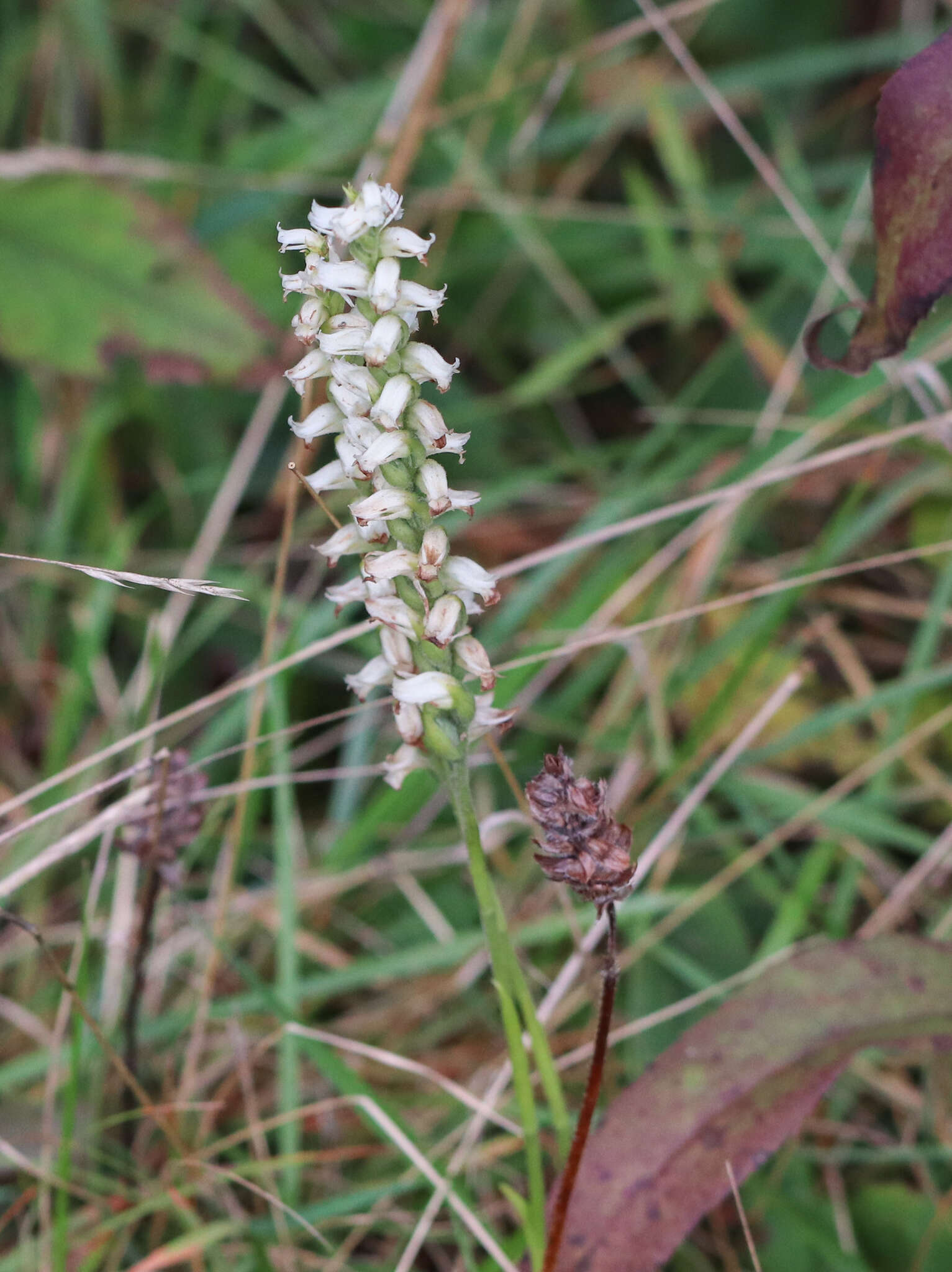 Image of Yellow nodding lady's tresses